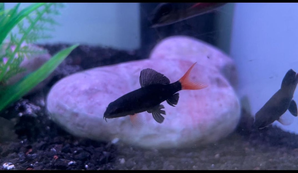 Tiburon Cola Roja chico (Epalzeorhynchos bicolor)