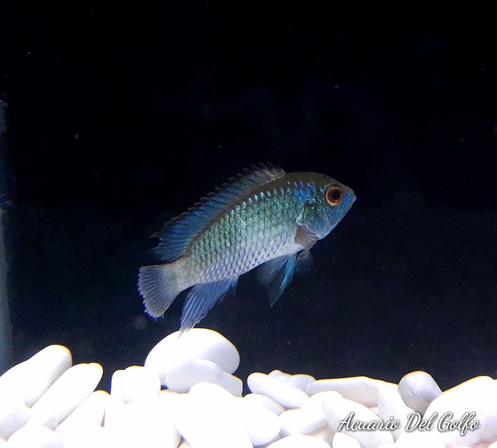 CICLIDO AKARA AZUL