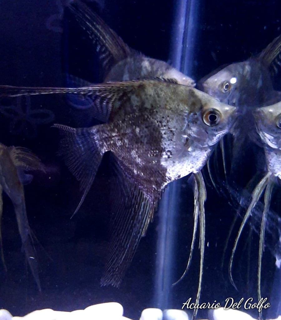 ANGEL HUMO GRANDE (Pterophyllum scalare)