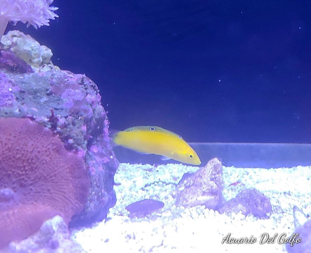 WRASSE CORIS AMARILLA (Halichoeres crysus)