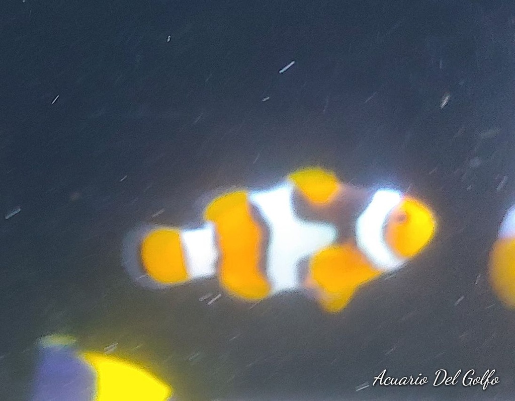 PAYASO ONIX (Amphipriom ocellaris)