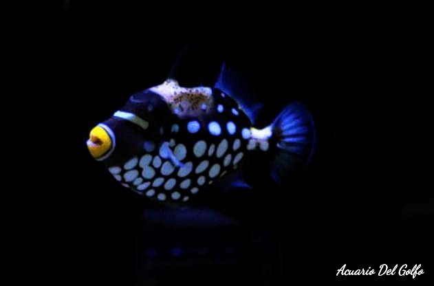 Ballesta Payaso (Balistoides conspicillum)