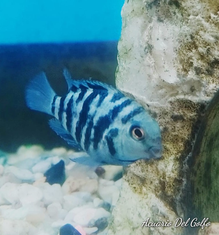 Perico Polar Blue (A. citrinellus x H. Severum)