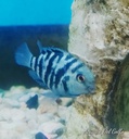 [PEPB] Perico Polar Blue (A. citrinellus x H. Severum)