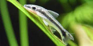 GATO OTONCINCLOS (Otocinclus affinis)