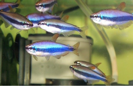 Tetra Emperador Azul (Inpaichthys kerri)