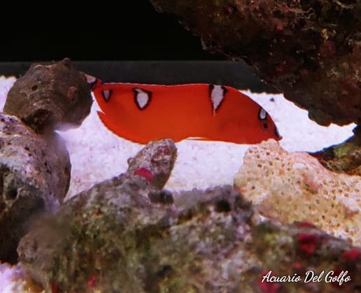 Coris roja juvenil (Coris gaimard)