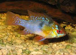 Ciclido Ramirezzi Azul (Microgeophagus ramirezi)