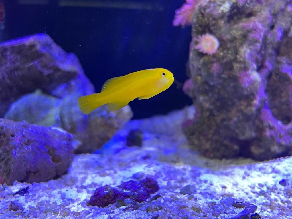 GOBIO PAYASO AMARILLO (Gobiodon okinawae)