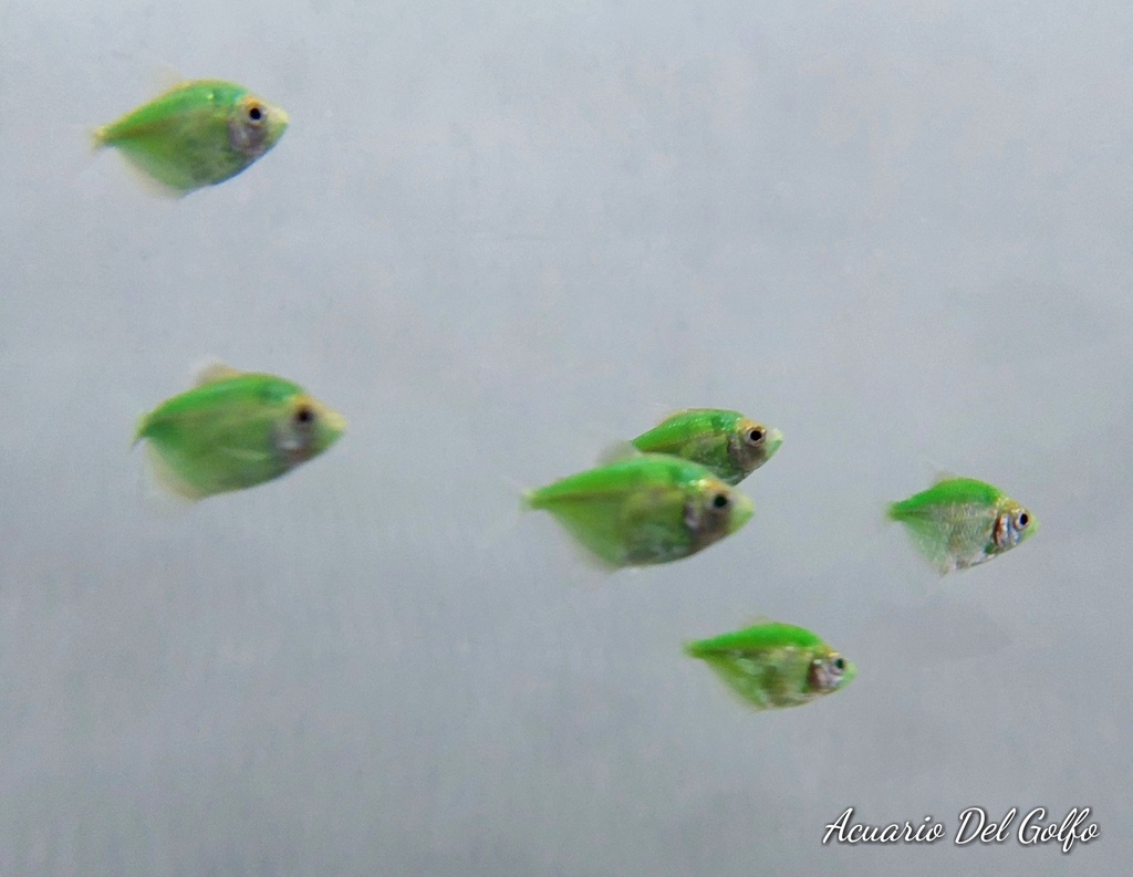 Monja Fluorescente Verde Esmeralda (Gymnocorimbus ternetzi)