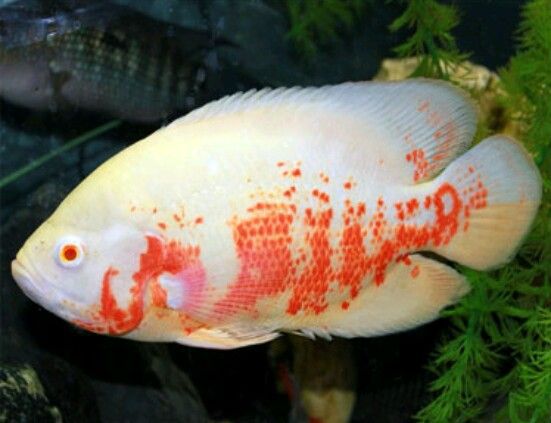 Ciclido Oscar Tigre Albino (Astronatus ocellatus)