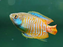 Colisa lalia (Colisa lalia)