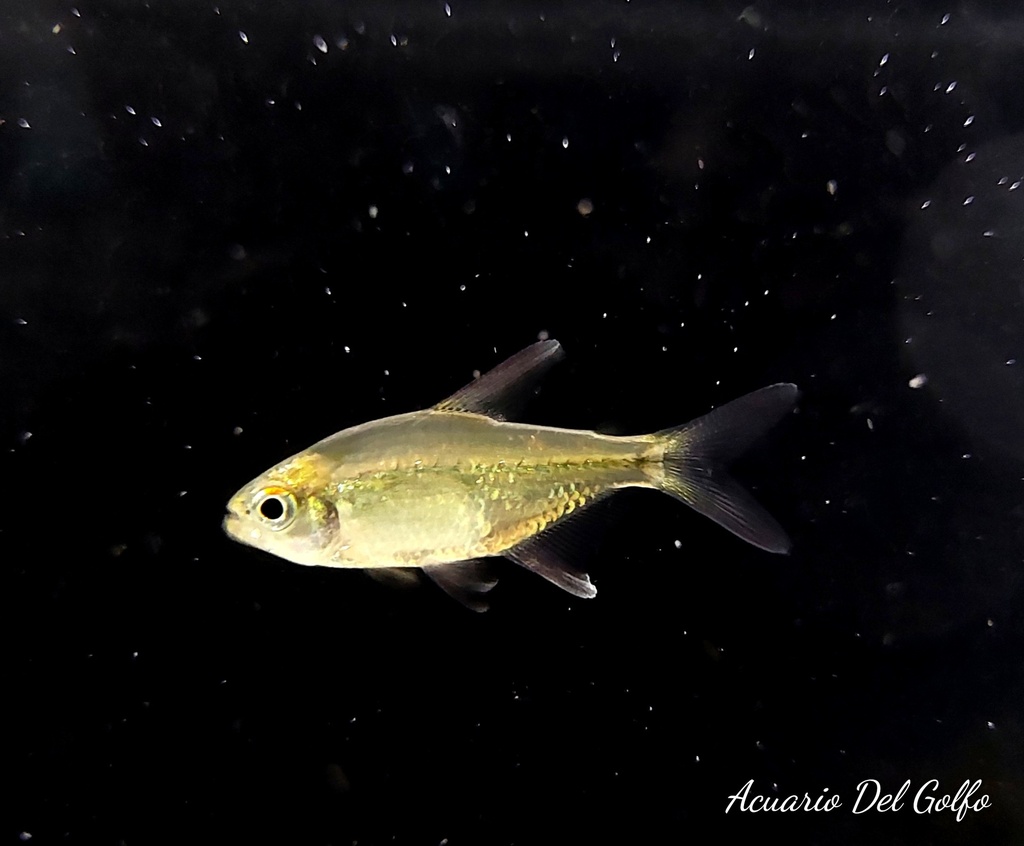 TETRA DIAMANTE