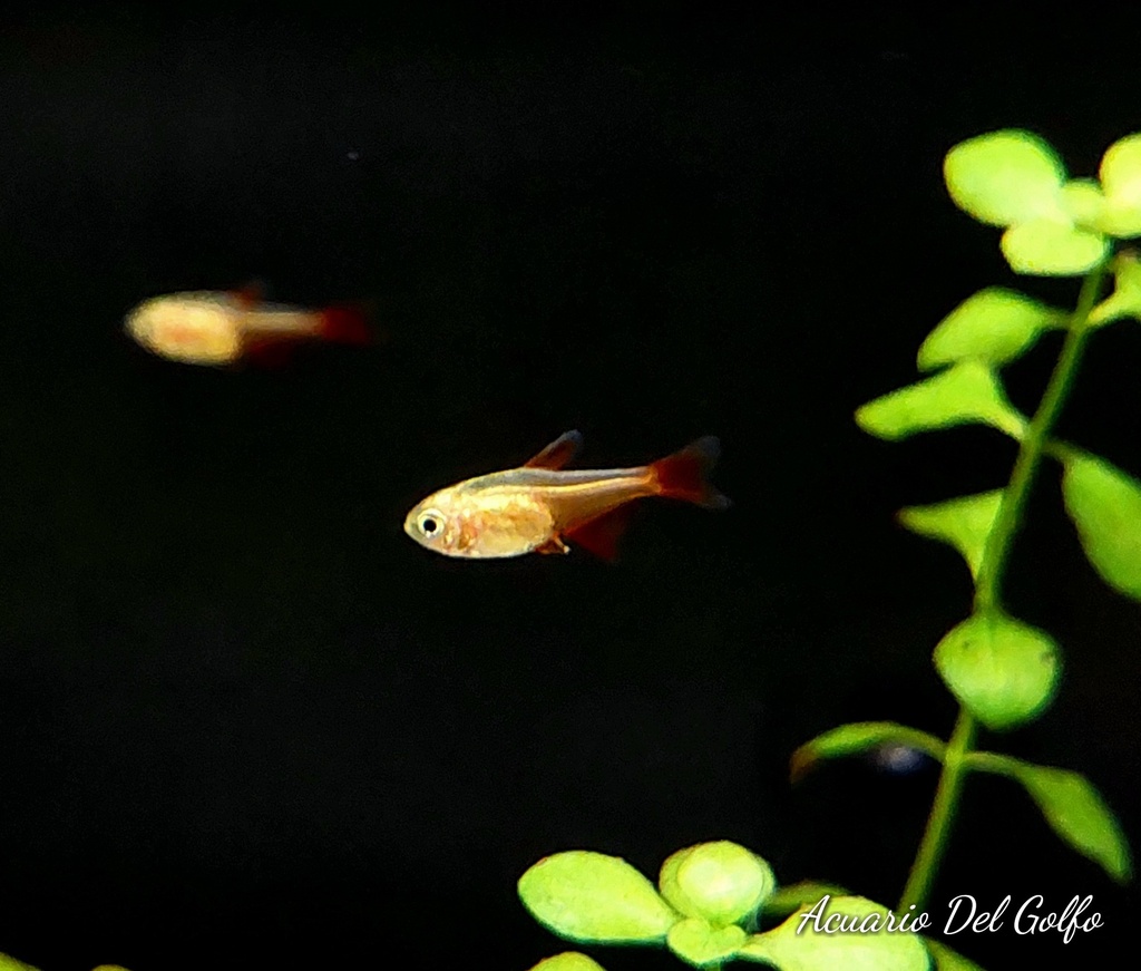 Tetra Golden Von Rio (Hyphessobrycon flammeus)