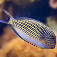 Cirujano Payaso (Acanthurus lineatus)