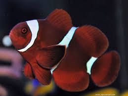 PAYASO MARRON (Premnas biaculeatus) (copia)