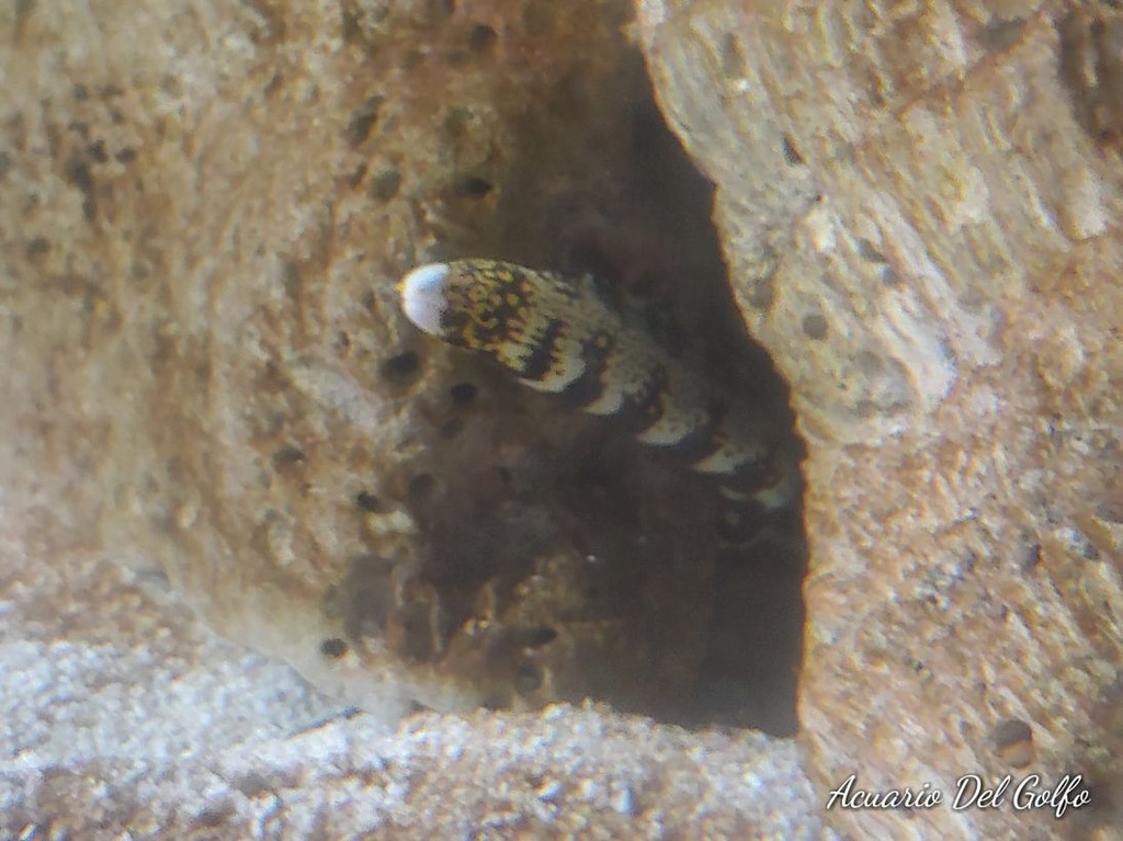 ANGUILA SNOWFLAKE (Echidna nebulosa) (copia)