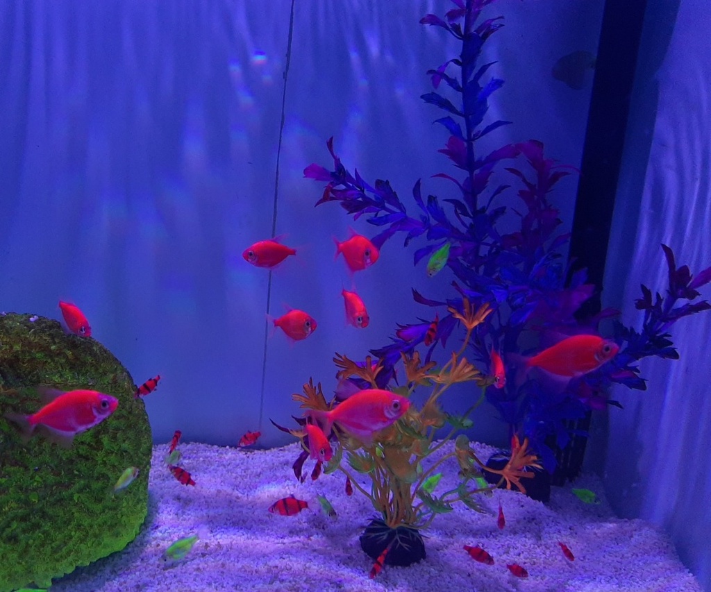 MONJA FLUORESCENTE ROJA (copia)