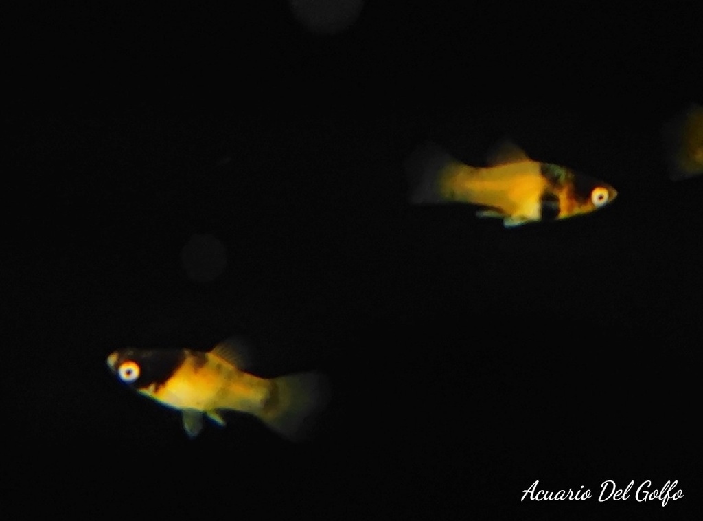PLATY ABEJA (Xiphophorus maculatus) (copia)