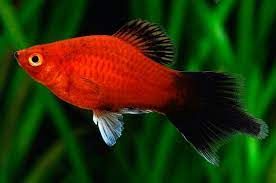 PLATY ROJO COLA NEGRA (copia)
