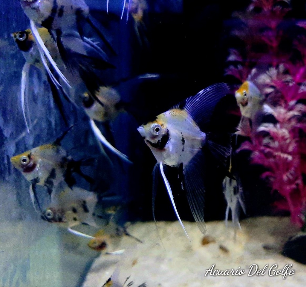 ANGEL KOI (Pterophyllum scalare) (copia)