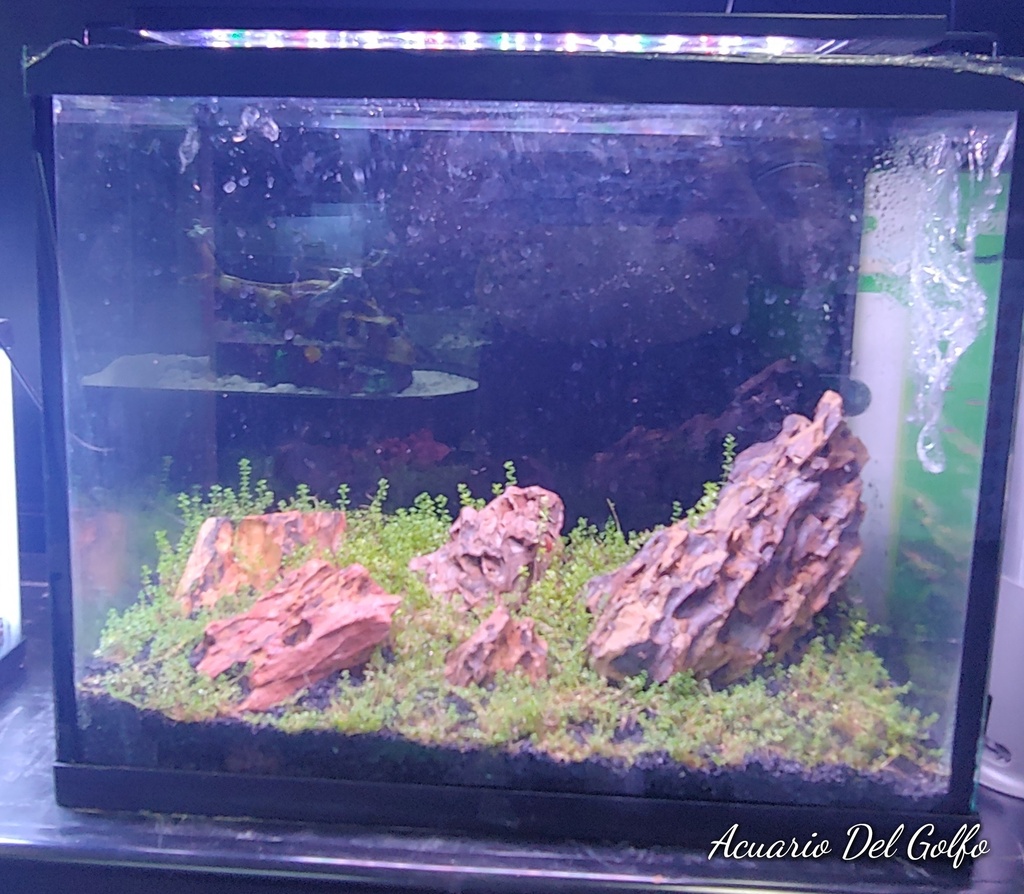 KIT DE ACUARIO 40 L (copia)