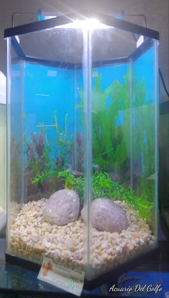 KIT DE ACUARIO 40 L (copia)