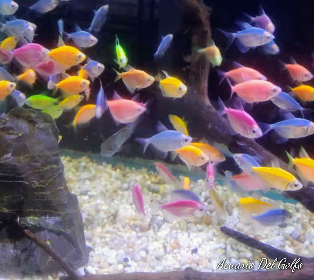 Monja Fluorescente Paquete de 3 (Gymnocorymbus ternetzi)