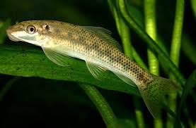 Come Alga Chino Albino (Gyrinocheilus aymonieri)