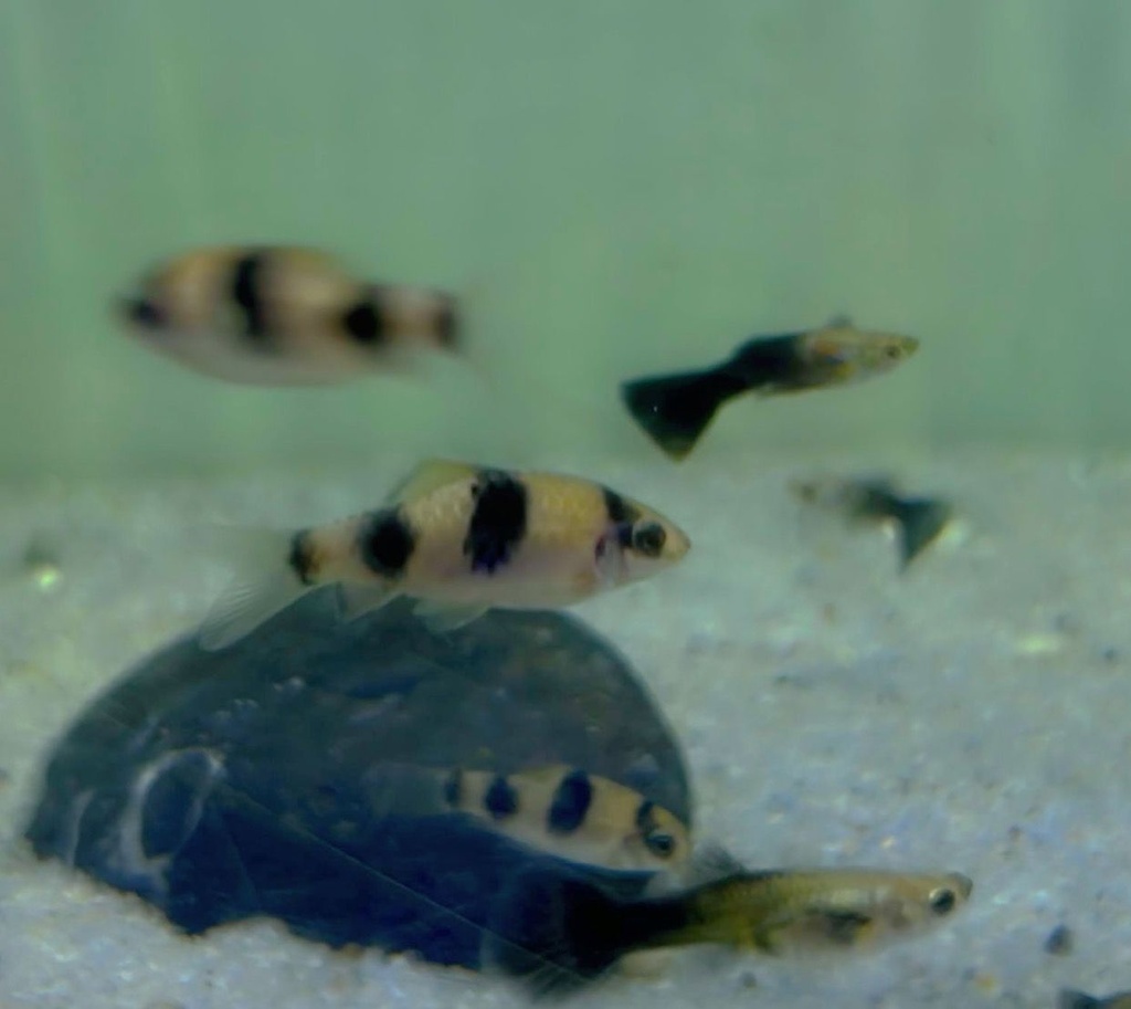 Barbo Panda (Puntius melanampyx)