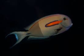 Cirujano Orange Shoulder (Acanthurus olivaceous)