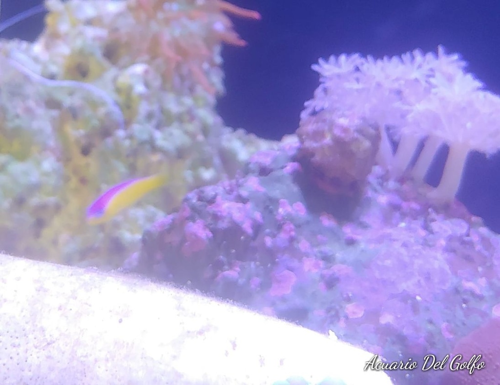 Pseudocromis bicolor (Pseudochromis paccagnellae) (copia)