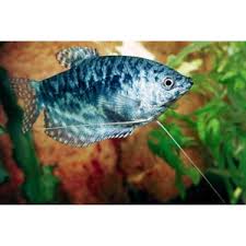 Gourami Cosby  (Trichogaster trichopterus) (copia)