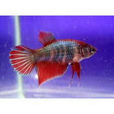 Betta Hembra Común (Betta splendens) (copia)