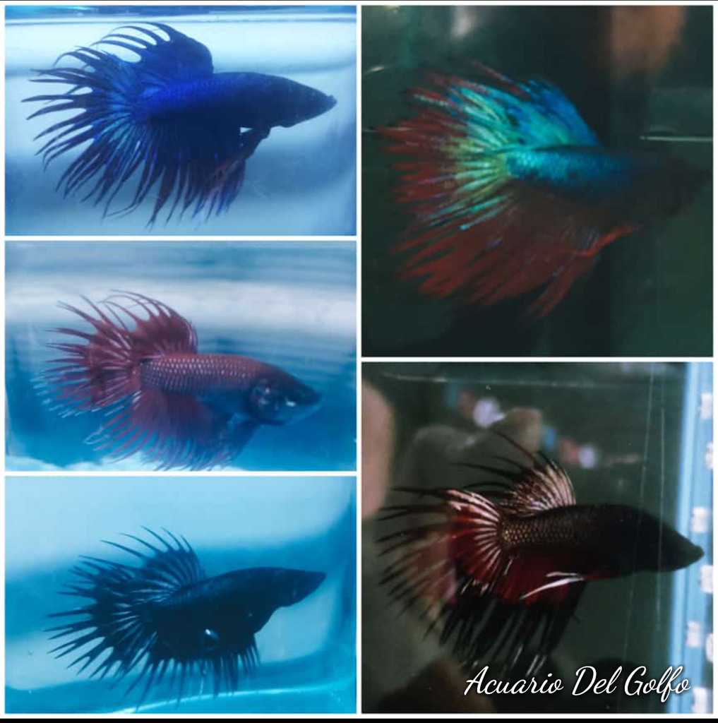 Betta Macho Cola de Corona (Betta splendens)