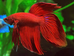 Betta Macho Común (Betta splendens) (copia)