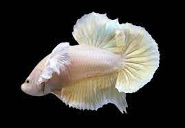 Betta Macho HM Orejas de Dumbo (Betta splendens)