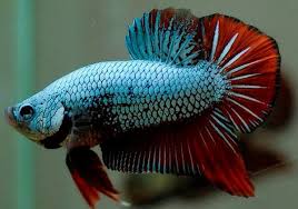 Betta Macho Plakat Koi (Betta splendens)