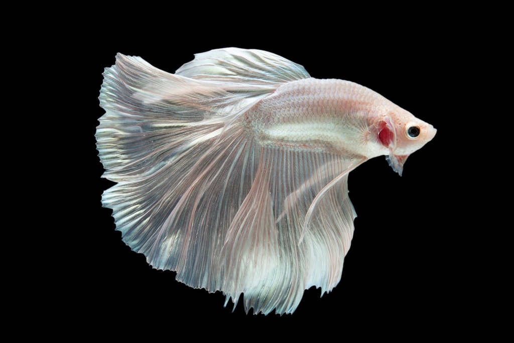 Betta Media Luna Blanco (Betta splendens)