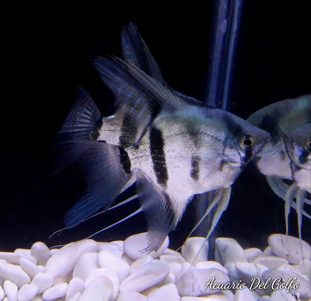 Angel Azul Grande (Pterophyllum scalare) (copia)