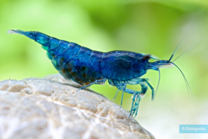 Gamba diamante Azul (Neocaridina davidi)