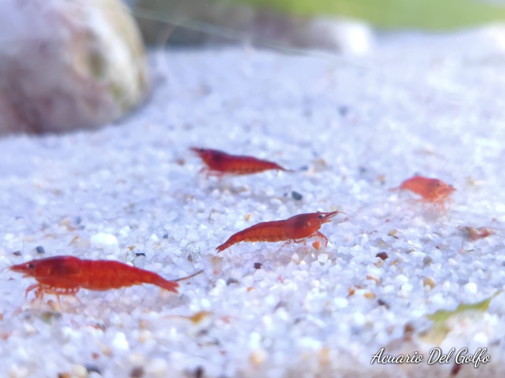 Gamba Full Red (Neocaridina heteropoda)