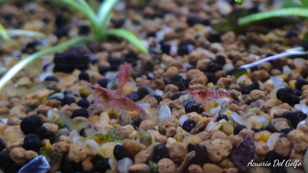 Gamba Cherry Roja (Neocaridina heteropoda)