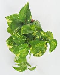 Planta Telefono (Epipremnum aureum) (copia)