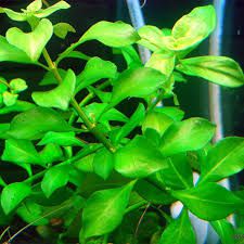 Planta Ludwigia (copia)