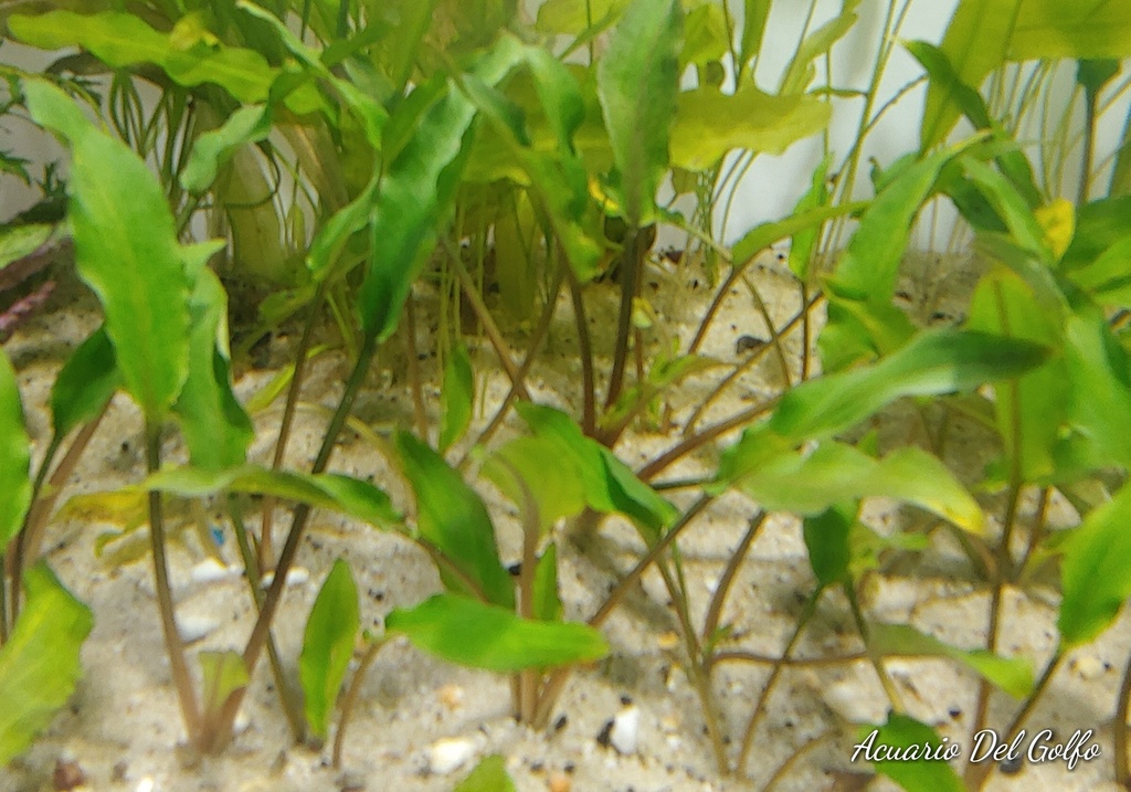 Planta Criptocorina Verde (Cryptocorine nevilli)