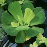 Planta Lechuga de Agua (Pistia stratiotes) (copia)