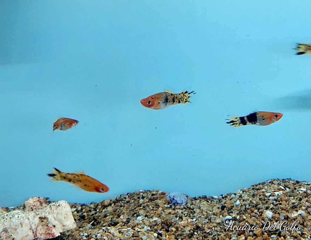 Cola de Espada Koi (Xiphophorus helleri)