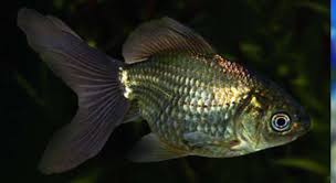 Goldfish Bronce (Carassius auratus)
