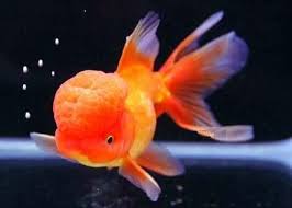 Goldfish Oranda Mixto Extragrande (Carassius auratus) (copia)